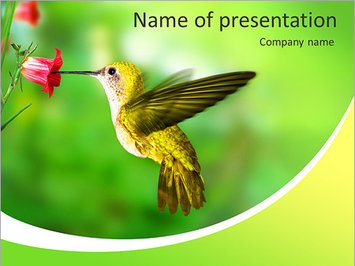 Птичка колибри - Титульный слайд