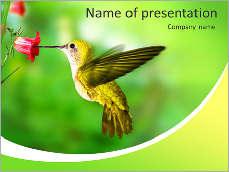 Птичка колибри - Титульный слайд