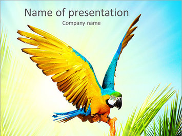 Попугай с яркими перьями - Титульный слайд